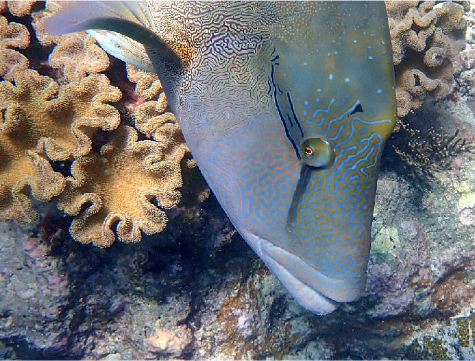 close up of Maori wrasse facing down with brown soft coral in the background