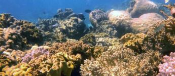 a wide shot of the reef including many different types of coral