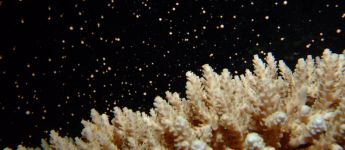 branching coral releasing bundles of coral spawn