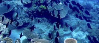 a school of surgeonfish swimming over coral