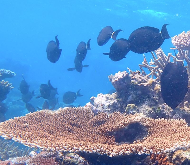 Surgeonfish school swimming over coral