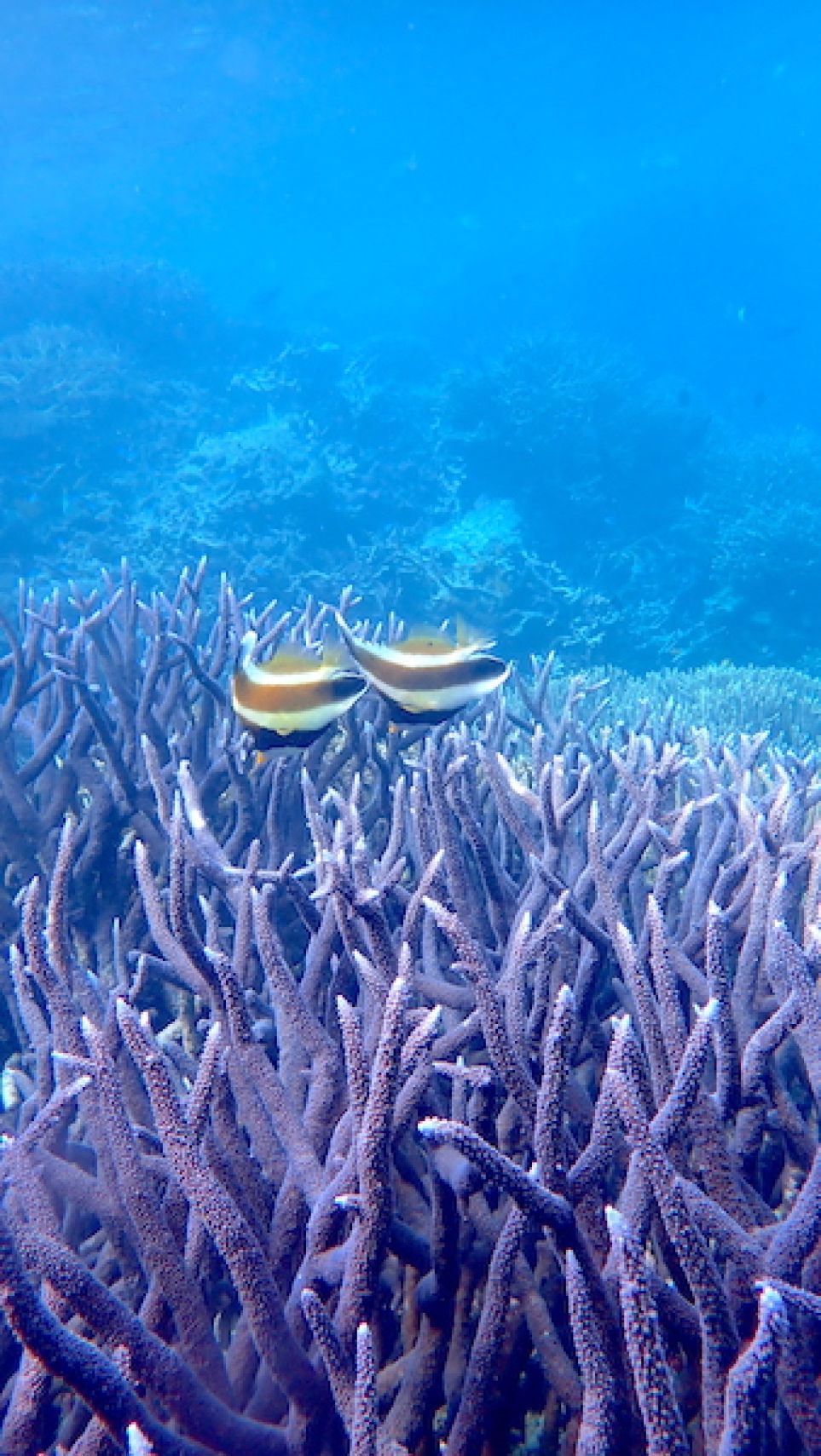 A pair of banner fish swimming above a purple branching coral with a blue reef background