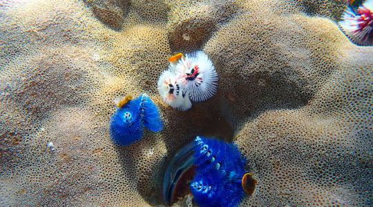 a close up of three Christmas tree worms on a massive coral