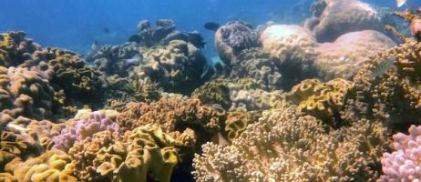 a wide shot of the reef including many different types of coral