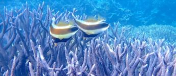 A pair of banner fish swimming above a purple branching coral with a blue reef background