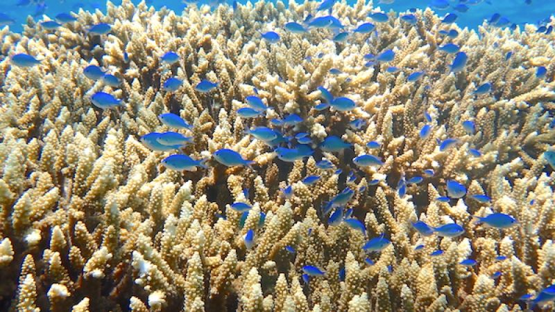 Blue Chromis schooling over a yellow coral