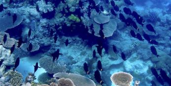 a school of surgeonfish swimming over coral
