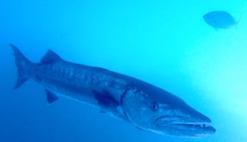 barracuda in the shadows hanging under a boat