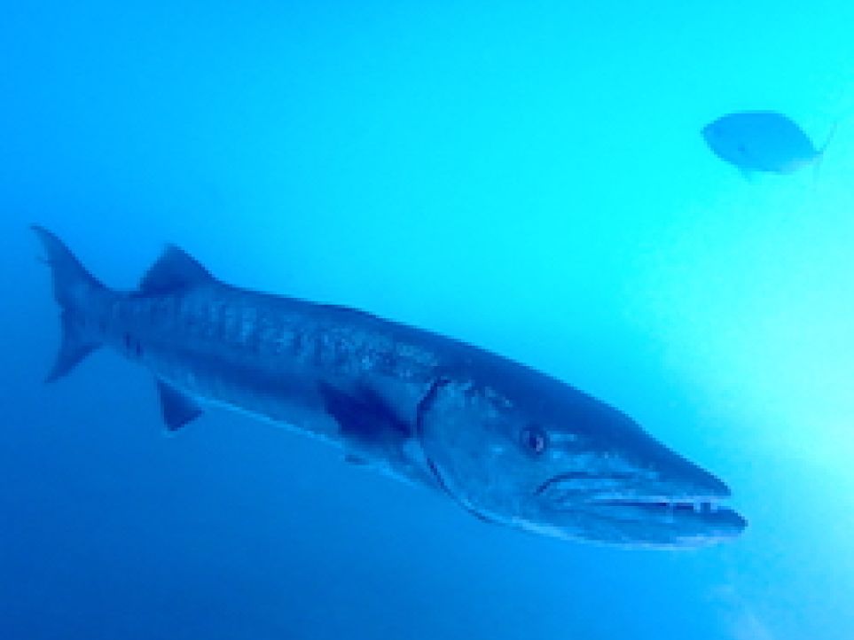 barracuda in the shadows hanging under a boat