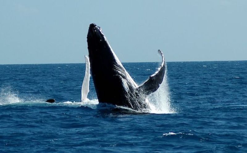 Humpback whale breaching