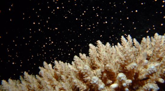 branching coral releasing bundles of coral spawn