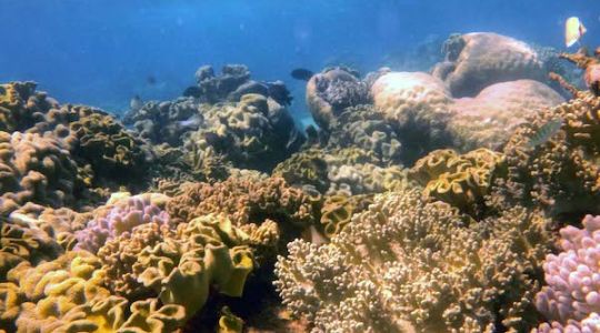 a wide shot of the reef including many different types of coral