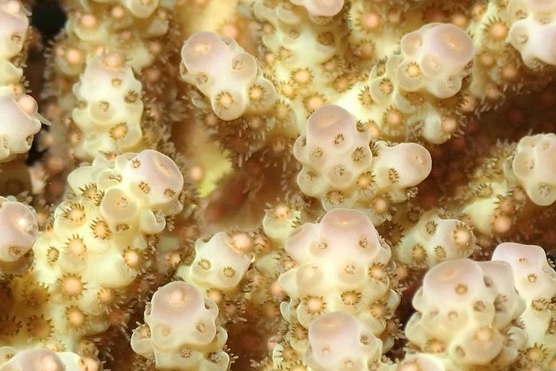 close up of a branching coral showing the eggs before they are released