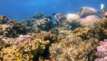 a wide shot of the reef including many different types of coral