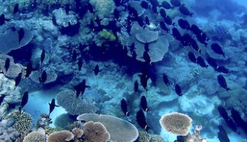a school of surgeonfish swimming over coral