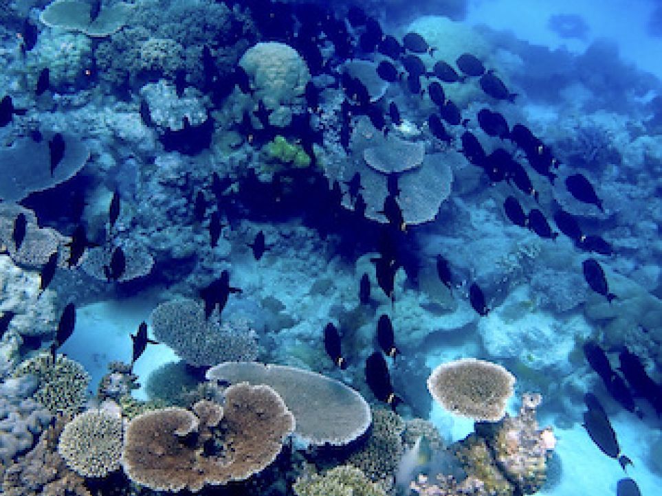 a school of surgeonfish swimming over coral