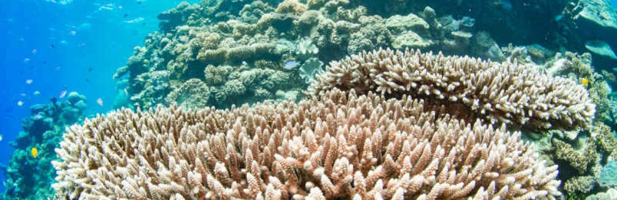 Reef Health Impact Surveys (RHIS)