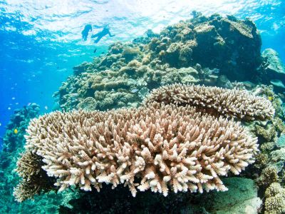 Reef Health Impact Surveys (RHIS)