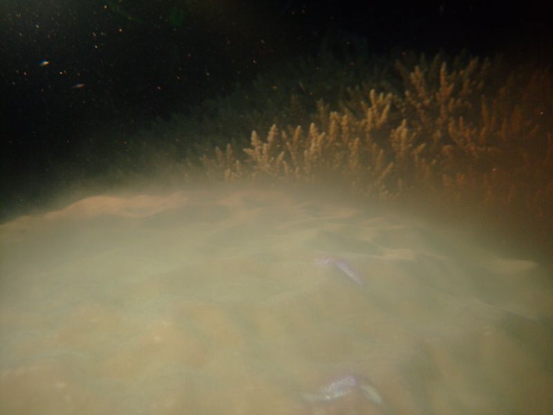 a massive coral releasing a fog of spawn into the water