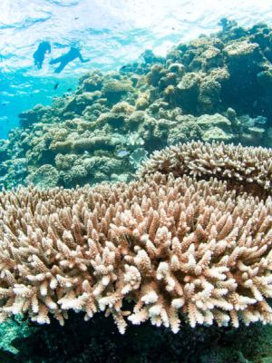 Reef Health Impact Surveys (RHIS)