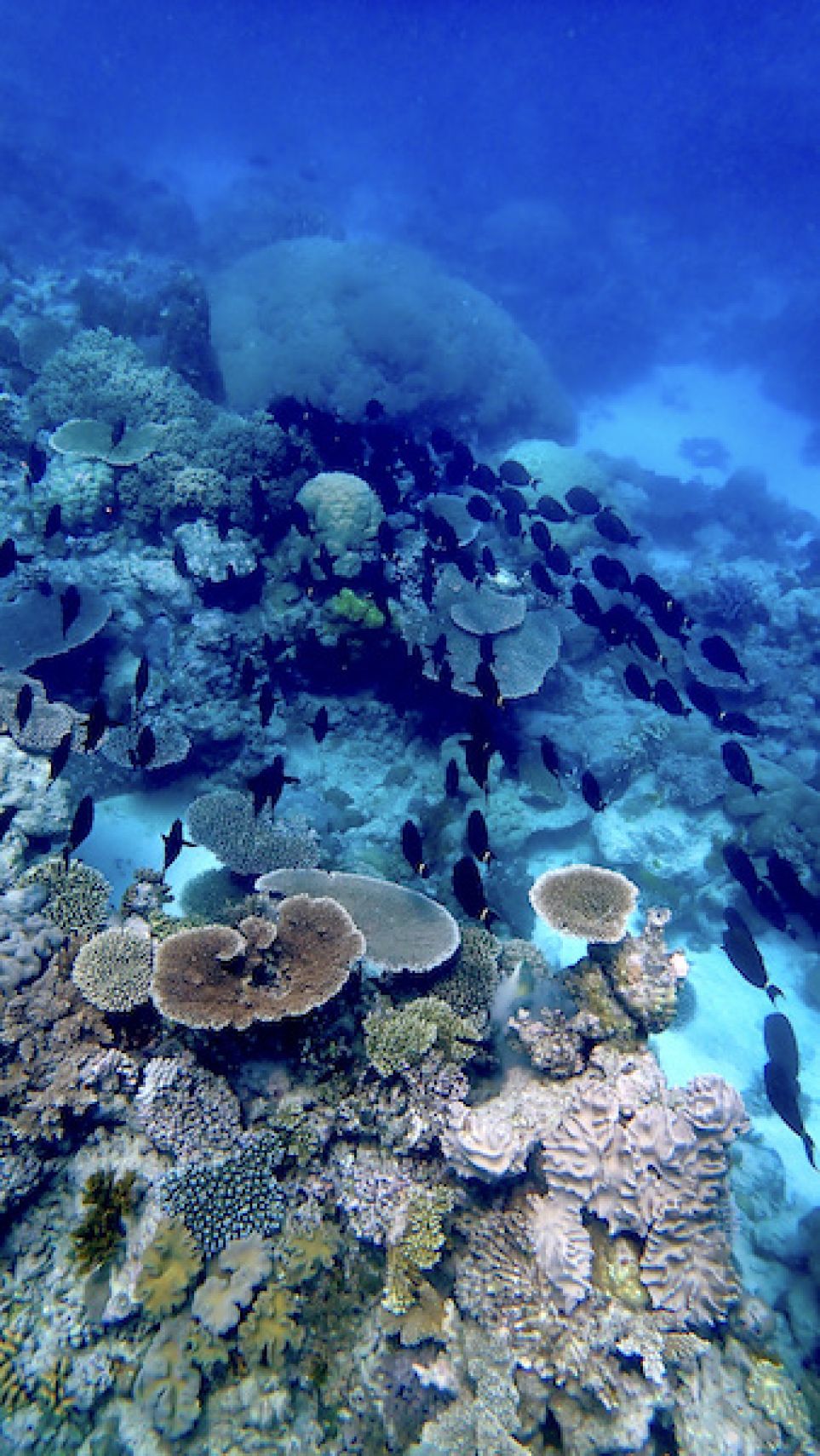 a school of surgeonfish swimming over coral