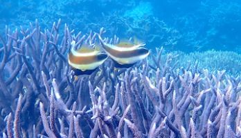 A pair of banner fish swimming above a purple branching coral with a blue reef background