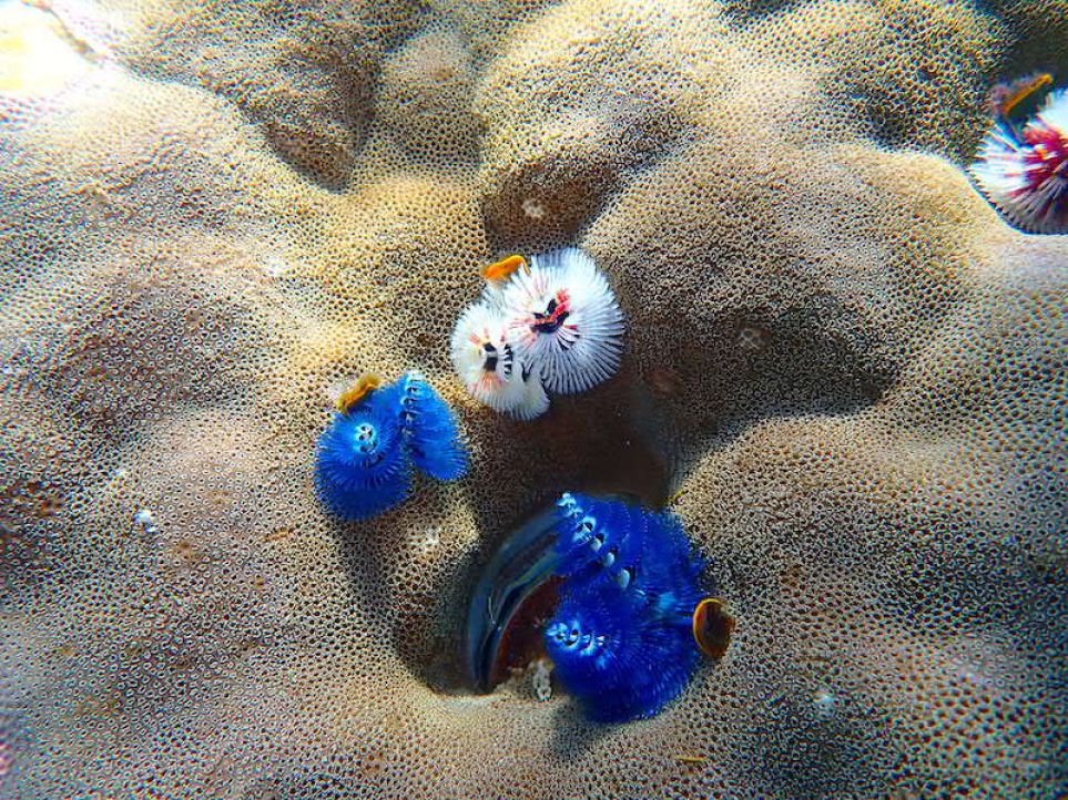 a close up of three Christmas tree worms on a massive coral