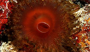 a corallimorph on a rocky substrate