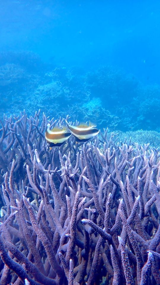 A pair of banner fish swimming above a purple branching coral with a blue reef background