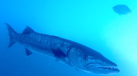 barracuda in the shadows hanging under a boat