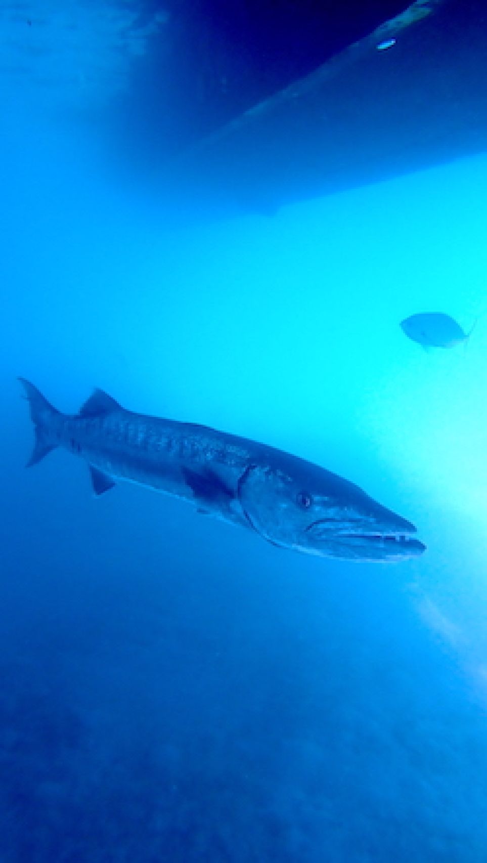 barracuda in the shadows hanging under a boat