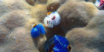 a close up of three Christmas tree worms on a massive coral