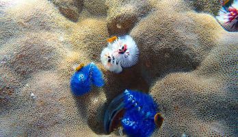 a close up of three Christmas tree worms on a massive coral