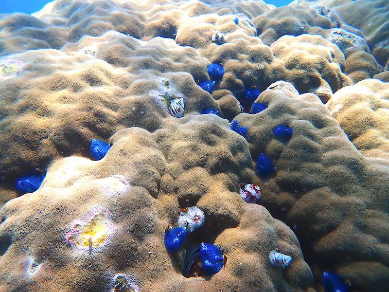 Multiple Christmas Tree Worms on a massive coral