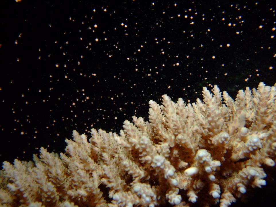 branching coral releasing bundles of coral spawn
